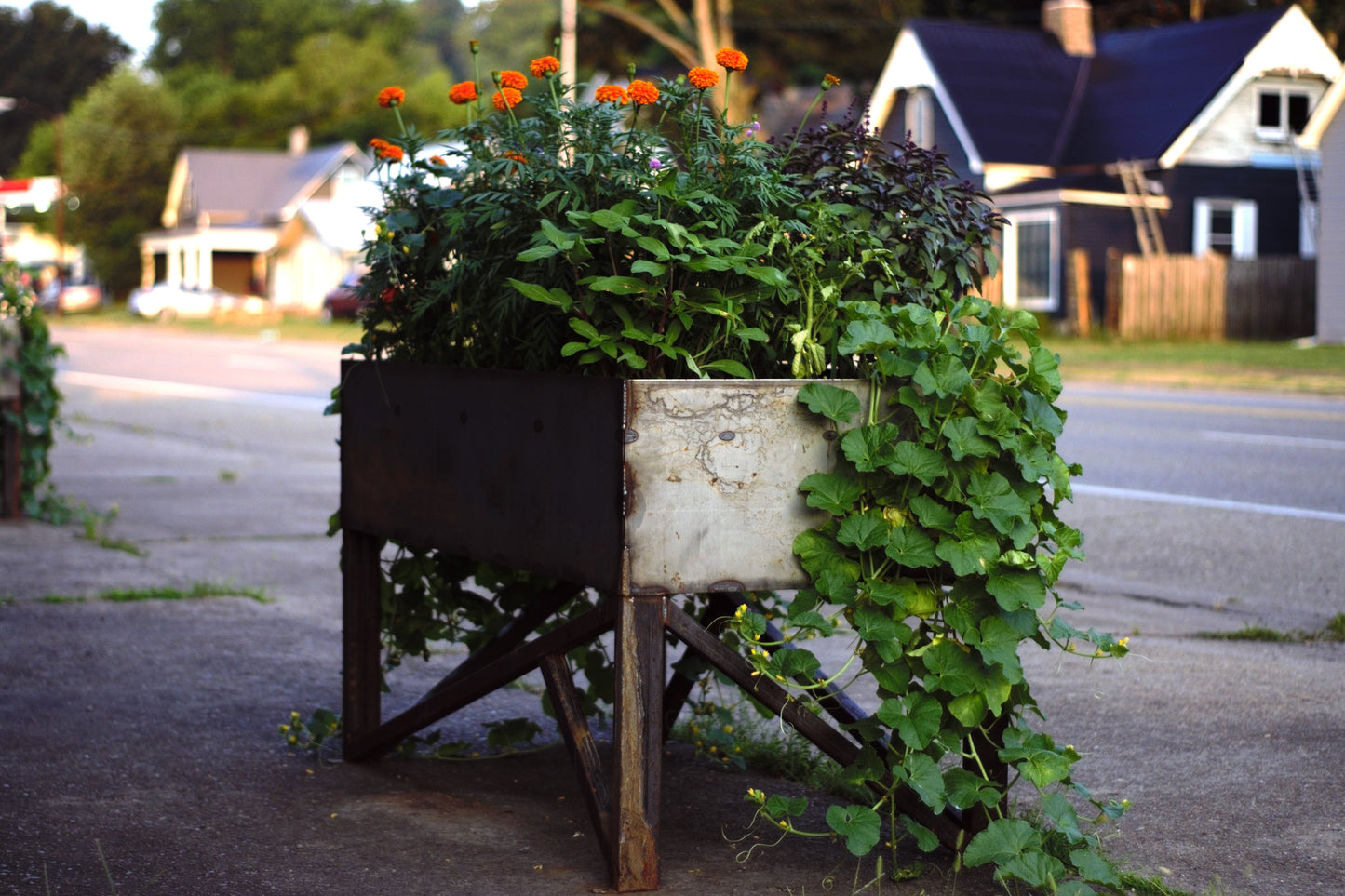 Steel Planter Boxes